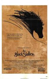 Watch The Black Stallion
